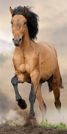 Badhandduk - Brun häst - 70x140 cm - Härligt mjuk kvalitet